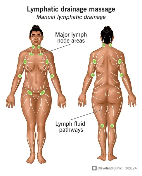 Lymphsystem und Lymphdrainage